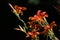 Orange lily (Lilium bulbiferum).
