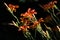 Orange lily (Lilium bulbiferum).