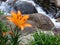 Orange Lily next to a stream