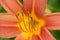 orange lily pistil