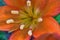 Orange Lily Stamens