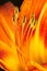 Orange lily stamens with pollen macro