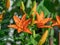 Orange lily in your flower garden has just been watered