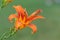 Orange Lilys aka fire lily against a green background Lilium bulbiferum with water droplets after a rain gently in the garden