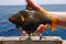 Orange-lined Triggerfish on a boat