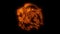 Orange Lion Head Animated Logo with Reveal Effect