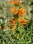 Orange Lion`s tail, wild dagga or leonotis leonurus flowers.