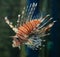 Orange Lionfish