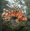 Orange Lionfish