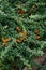 Orange little berries on a green bush. Pyracantha is a genus of prickly evergreen shrubs from the Rosaceae family.