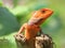 Orange lizard