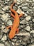 Orange Lizard on asphalt