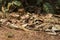 Orange lizard in dry leaves under sun. Brown iguana hides by mimicry. Exotic animal in wild nature