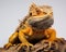 an orange lizard sitting on top of a piece of wood