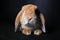 Orange lop rabbit dwarf mini bunny on black background. Cute lops.