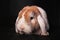 Orange lop rabbit dwarf mini bunny on black background. Cute lops.