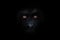 Orange luminous eyes on the black face of a monkey in a black night, a frightening look that embodies fears and phobias