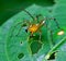 Orange Lynx Spider