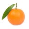 Orange mandarin