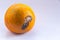 An orange mandarin with a mold ulcer on a white background. Citrus Fruit is rotten. Copy space. Close-up.