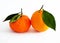 Orange and mandarin pictures on the most beautiful and best white background