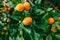 Orange mandarin on the tree. Ripe tangerine. Montenegrin mandari