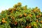 An orange or mandarin tree where there are lots of leaves and lots of fruit. The top of the canopy where there are lots of orange