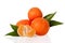 Orange mandarines, clementines, tangerines or small oranges with one peeled and cut in half with leaves