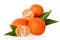 Orange mandarines, clementines, tangerines or small oranges with one peeled and cut in half with leaves