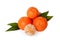 Orange mandarines, clementines, tangerines or small oranges with one peeled with leaves