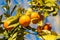 Orange mandarins grow on the tree