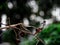 Orange mantis climbing dried tree branch