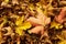 Orange Maple Fallen Leaves Background