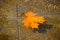 An orange maple leaf floats on the water