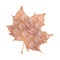 Orange maple leaf isolated on white background. Detailed vector illustration of hand drawn autumn leaf. Vintage retro fall seasona