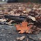 an orange maple leaf laying on the ground
