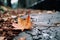 an orange maple leaf laying on the ground in the middle of the street