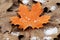 an orange maple leaf laying on the ground with snow on it