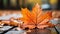 an orange maple leaf laying on a wooden floor