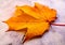 Orange maple leaf with raindrops
