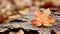 an orange maple leaf sits on top of a pile of fallen leaves
