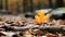 an orange maple leaf sits on top of a pile of fallen leaves