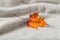Orange maple leaf  on soft light grey cashmere background with copy space.