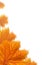 Orange maple leaves collage