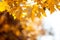 Orange maple leaves on tree against bokeh. Autumn fall background. Colorful foliage