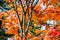 Orange maple tree in autumn season, maple tree branch bright colors in orange, red and yellow in the forest