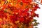 Orange maple tree in autumn season, maple tree branch bright colors in orange, red and yellow in the forest