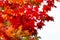 Orange maple tree in autumn season, maple tree branch bright colors in orange, red and yellow in the forest