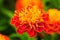 Orange marigold