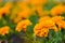 Orange marigold